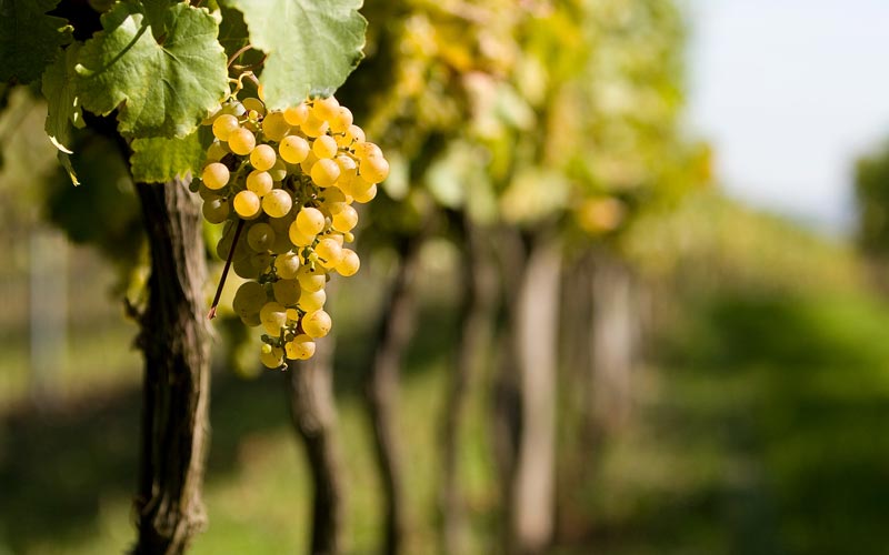 das Weinviertel entdecken